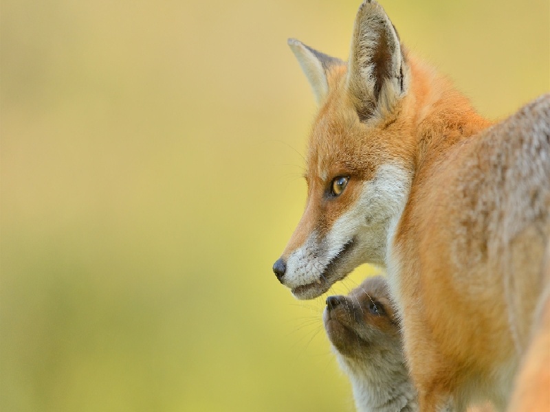 济宁附属做试管费用（江苏 试管婴儿）